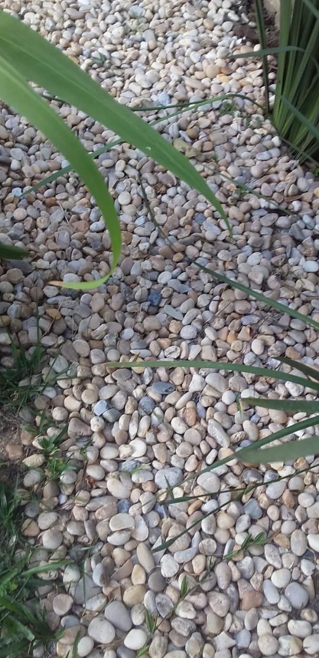 Seixos de rio para paisagismo e jardins